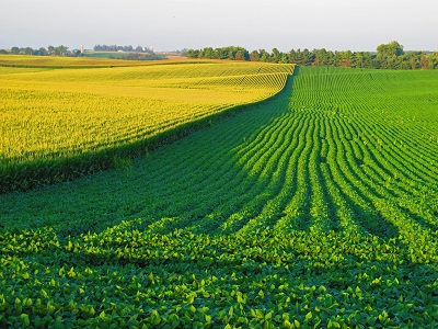 Corn field