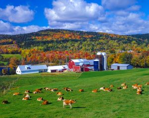 Farmland