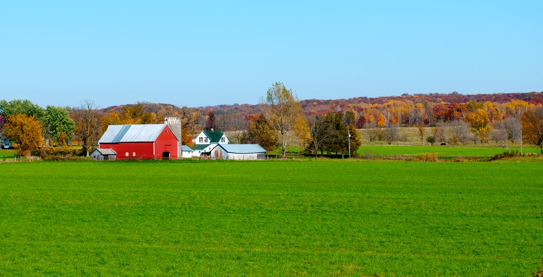 a close up of a lush green field