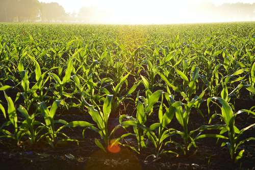 a large corn field 
